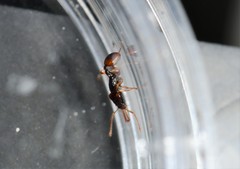 Orectognathus robustus