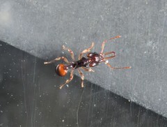 Orectognathus robustus