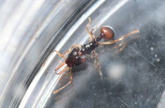 Orectognathus robustus