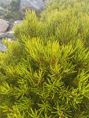 Orites acicularis