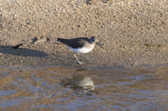 Tringa ochropus