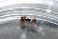 Orectognathus robustus