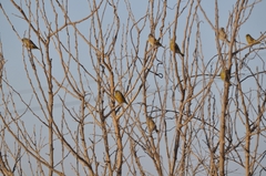 Chloris sinica