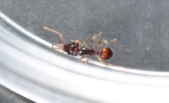 Orectognathus robustus