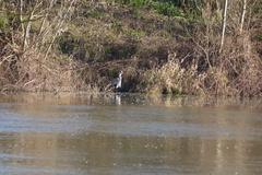 Ardea cinerea