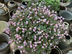 Persicaria capitata