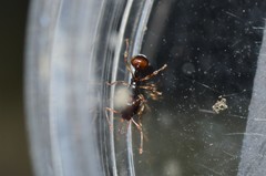 Orectognathus robustus