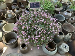 Persicaria capitata