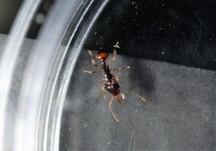 Orectognathus robustus