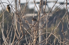 Fringilla montifringilla