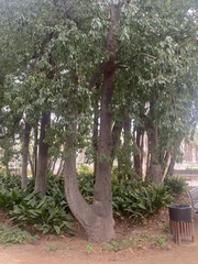 Ceiba speciosa