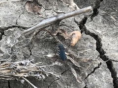 Dromochorus belfragei