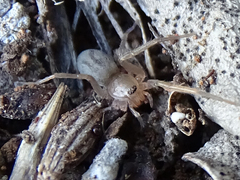 Gnaphosidae