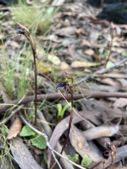 Chiloglottis reflexa