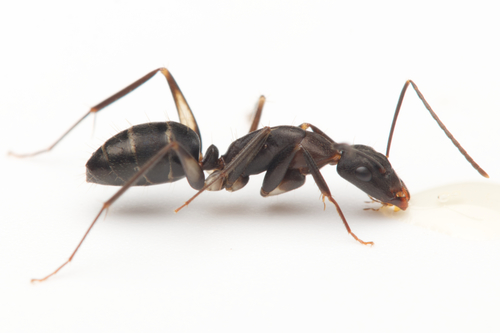 Camponotus lividicoxisCamponotus lividicoxis