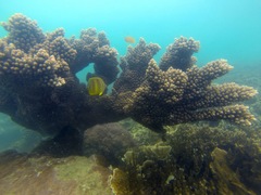 Chaetodon rainfordi