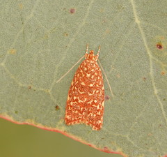 Syringoseca rhodoxantha