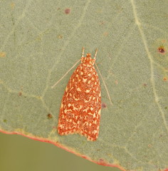 Syringoseca rhodoxantha