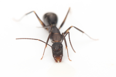 Camponotus lividicoxis