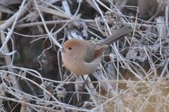 Sinosuthora webbiana