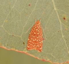 Syringoseca rhodoxantha