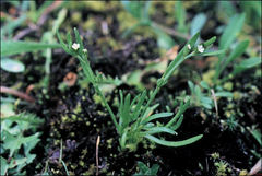 Cryptantha ambigua