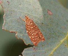 Syringoseca rhodoxantha