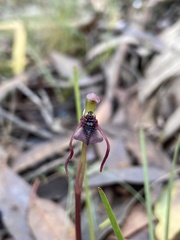 Chiloglottis reflexa