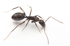 Camponotus lividicoxis