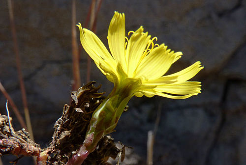 Launaea picridioides image