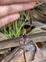 Chiloglottis reflexa