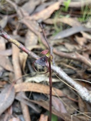 Chiloglottis reflexa