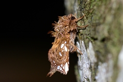 Argyrosticta venatrix