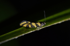 Tingena compsogramma