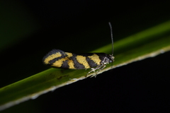 Tingena compsogramma