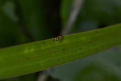 Tingena compsogramma