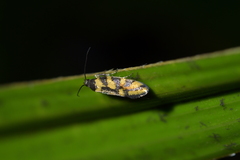 Tingena compsogramma