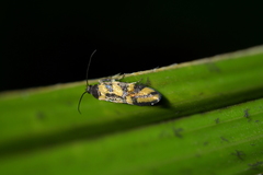 Tingena compsogramma