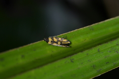 Tingena compsogramma