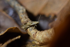 Mnesarchella