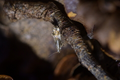Mnesarchella