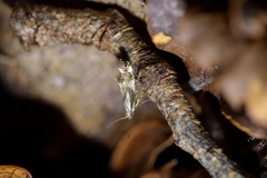 Mnesarchella