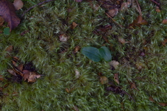 Adenochilus gracilis