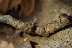 Mnesarchella