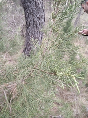 Juniperus phoenicea