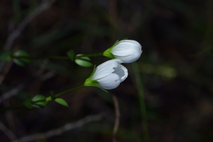 Gentianella montana ionostigma