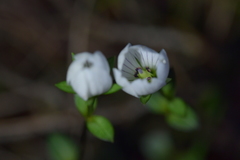 Gentianella montana ionostigma