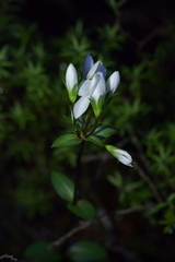 Gentianella montana ionostigma