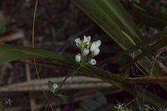 Gentianella montana ionostigma