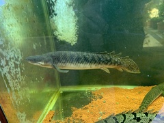 Poll's Bichir photo 1